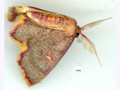 Chrysocraspeda cruoraria