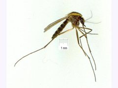 Aedes lineatopennis