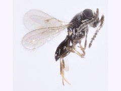 Platygastridae