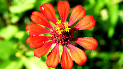 Zinnia elegans