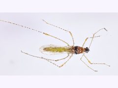 Gampsocoris pacificus