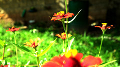 Zinnia elegans