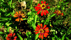 Zinnia elegans