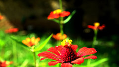 Zinnia elegans