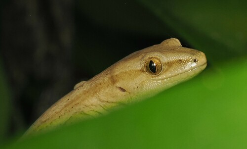 Gold-stripe gecko, Woodworthia chrysosiretica