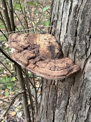 Ganoderma applanatum