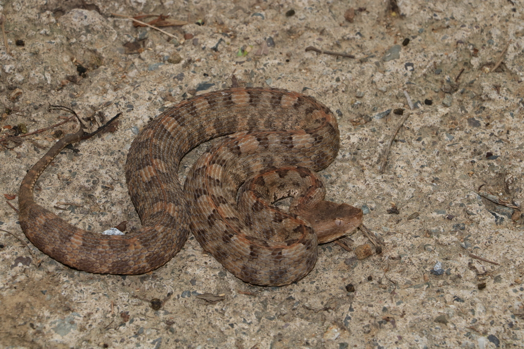 Western Hognose Viper