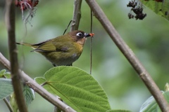 Chlorospingus flavopectus persimilis