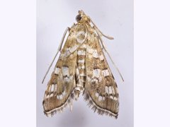 Nomophilini