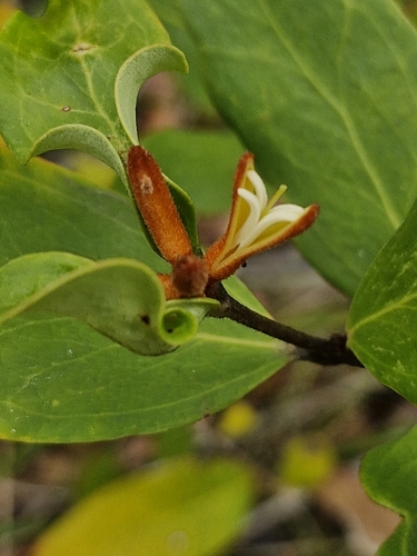 Image of Persoonia laurina by (c) ronavery, some rights reserved (CC BY)