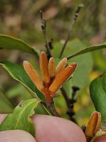 Image of Persoonia laurina by (c) ronavery, some rights reserved (CC BY)