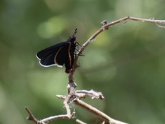 Mysoria affinis