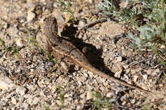 Sceloporus graciosus