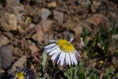 Erigeron barbellulatus