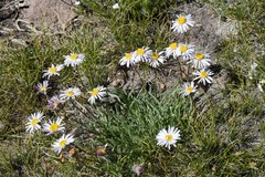 Erigeron barbellulatus