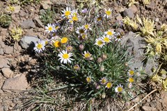 Erigeron barbellulatus