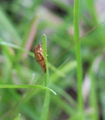 Cenopis reticulatana