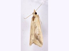 Achyra massalis