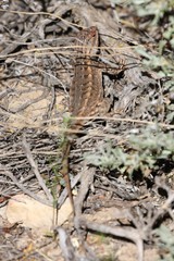 Sceloporus graciosus