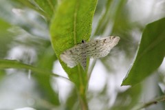 Parapoynx allionealis