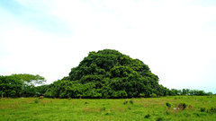 Magnoliopsida