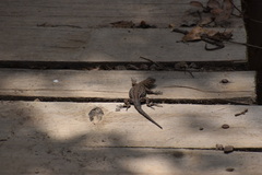 Sceloporus formosus