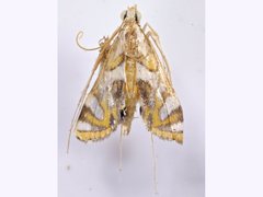 Margarosticha euprepialis