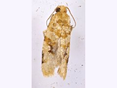 Epitymbia eudrosa