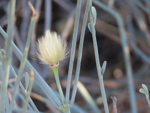 Image of Sisyndite spartea by no rights reserved