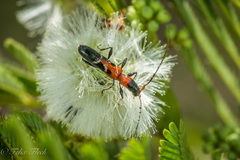 Neocompsa tenuissima