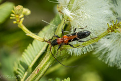 Neocompsa tenuissima