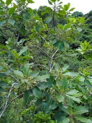 Ilex anomala