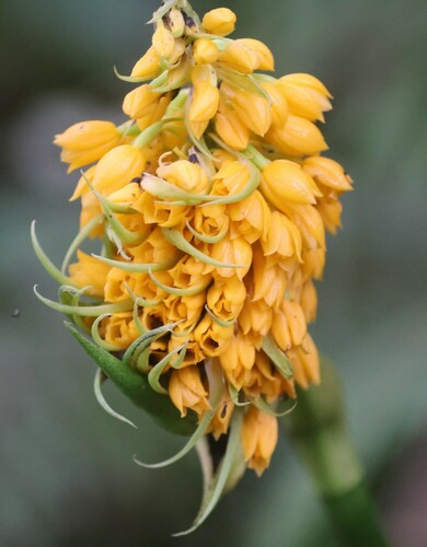 Calanthe ventilabrum observed 2024-10-16