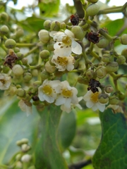 Ilex anomala
