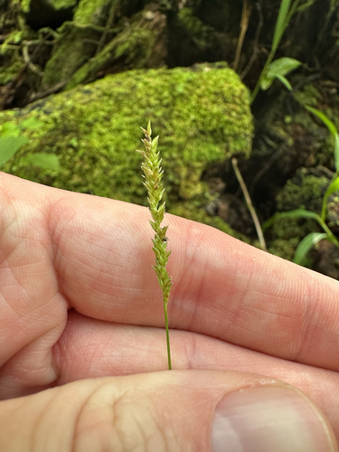 Sacciolepis indica observed 2024-11-15