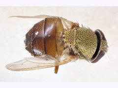 Stomorhina pallida