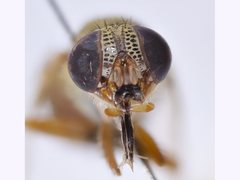 Stomorhina pallida