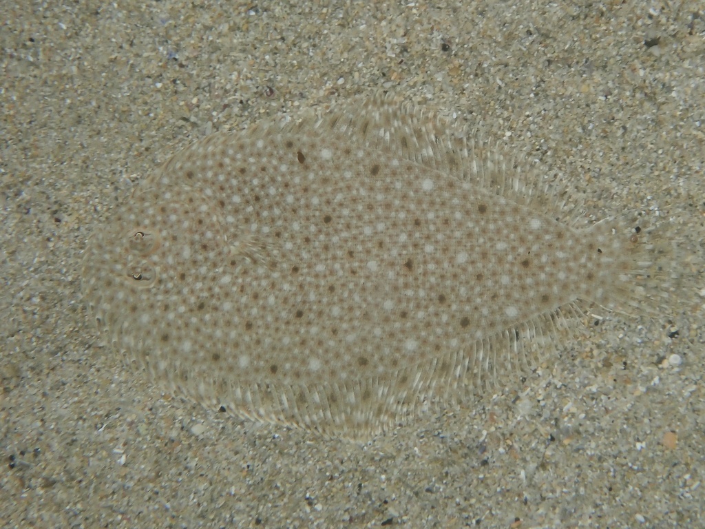Derwent flounder (Taratretis derwentensis) — Pleuronectidae