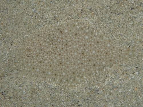 Derwent flounder (Taratretis derwentensis) — Pleuronectidae