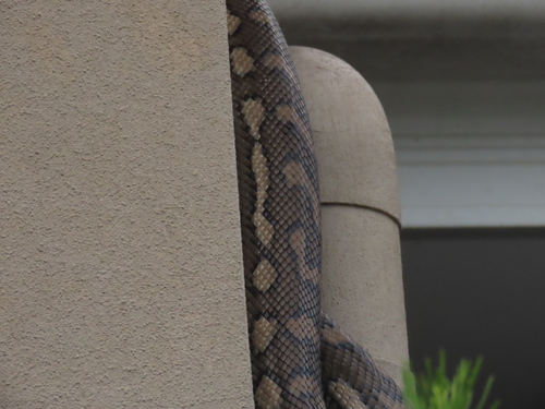 Coastal Carpet Python sighting