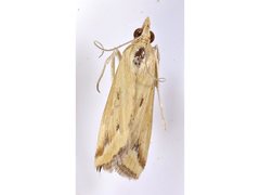 Achyra massalis