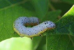 Pyrrhia