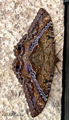 Ascalapha odorata