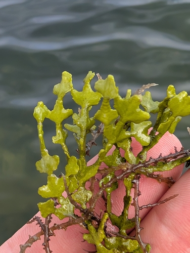 Image of Halimeda tuna by (c) Scott Allen Davis, some rights reserved (CC BY)