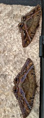 Ascalapha odorata
