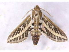 Hyles livornicoides