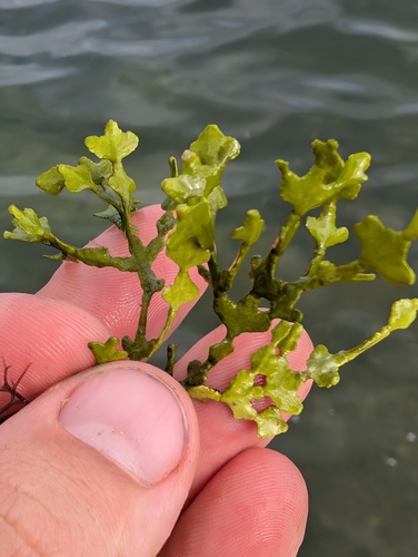 Image of Halimeda tuna by (c) Scott Allen Davis, some rights reserved (CC BY)