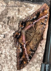 Ascalapha odorata