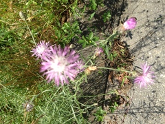 Centaurea stoebe australis