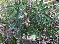 Lupinus albicaulis